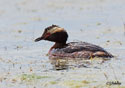 Podiceps auritus